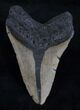 Bargain Megalodon Tooth - North Carolina #13756-2